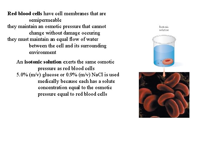 Red blood cells have cell membranes that are semipermeable they maintain an osmotic pressure