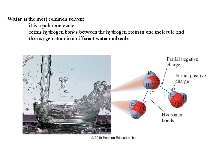Water is the most common solvent it is a polar molecule forms hydrogen bonds