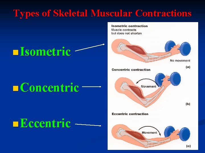 Types of Skeletal Muscular Contractions n Isometric n Concentric n Eccentric 