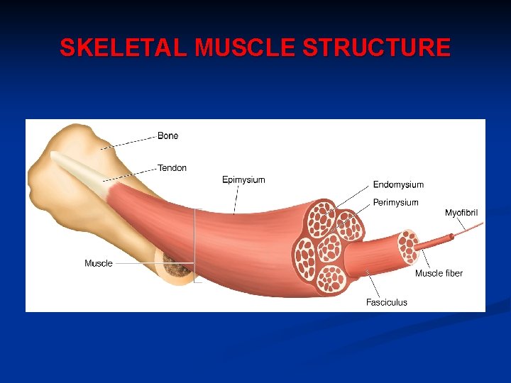 SKELETAL MUSCLE STRUCTURE 