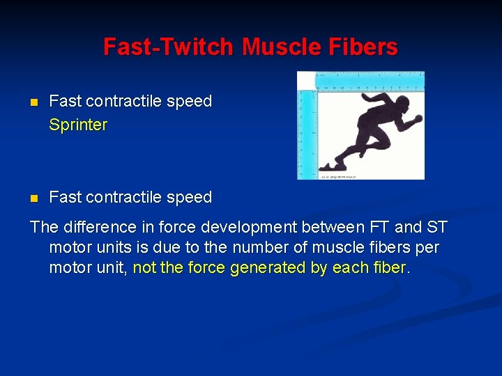 Fast-Twitch Muscle Fibers n Fast contractile speed Sprinter n Fast contractile speed The difference