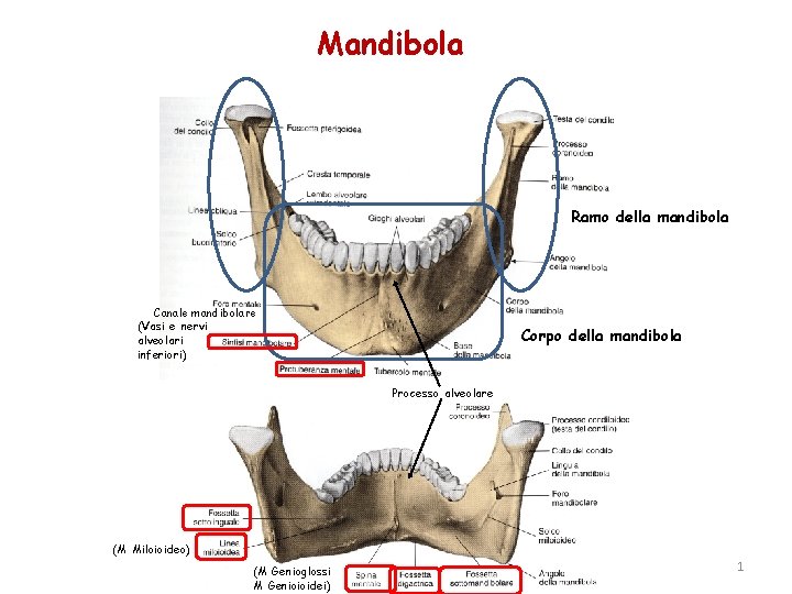 Mandibola Ramo della mandibola Canale mandibolare (Vasi e nervi alveolari inferiori) Corpo della mandibola