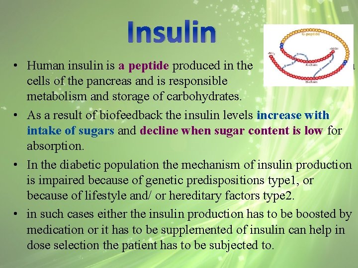 Insulin • Human insulin is a peptide produced in the beta cells of the