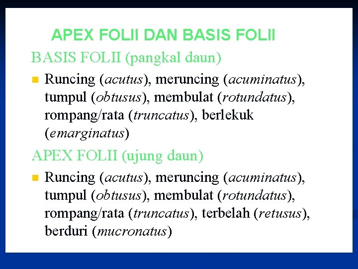 APEX FOLII DAN BASIS FOLII (pangkal daun) n Runcing (acutus), meruncing (acuminatus), tumpul (obtusus),