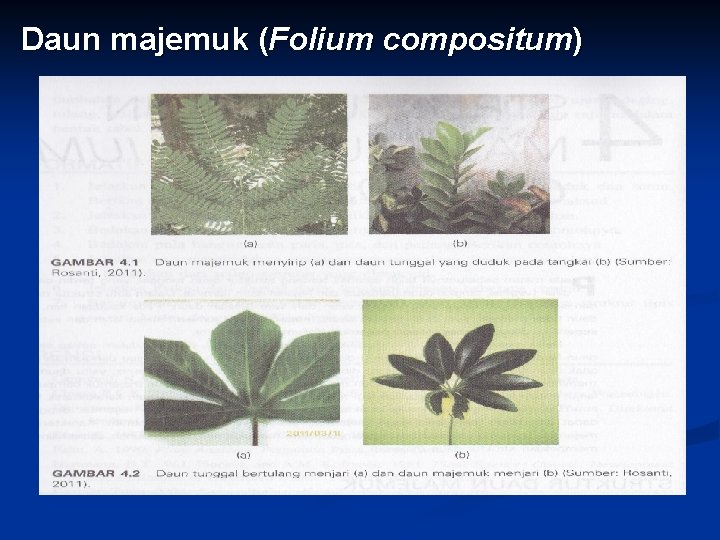 Daun majemuk (Folium compositum) 