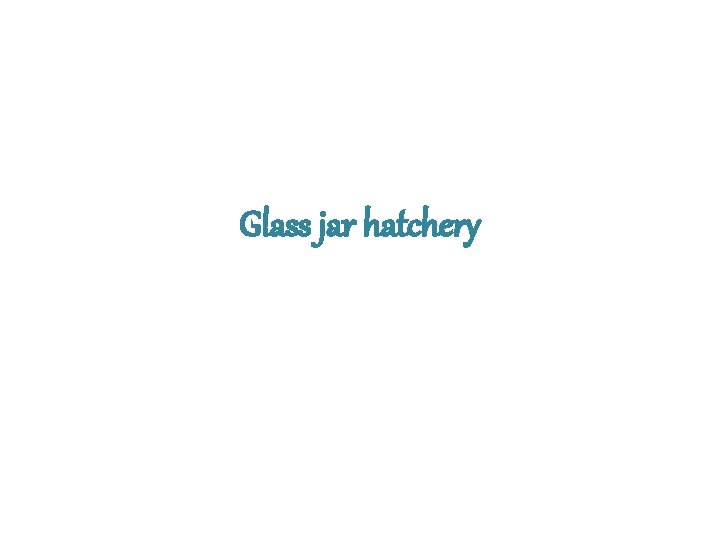 Glass jar hatchery 