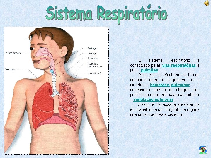 O sistema respiratório é constituído pelas vias respiratórias e pelos pulmões. Para que se