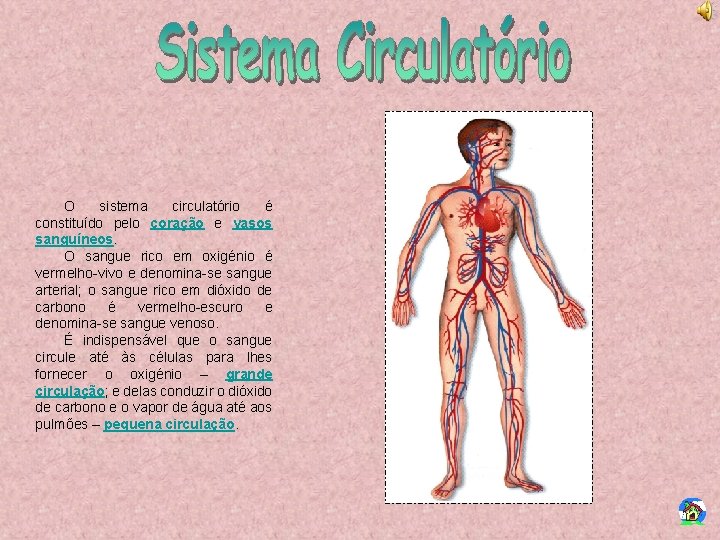 O sistema circulatório é constituído pelo coração e vasos sanguíneos. O sangue rico em