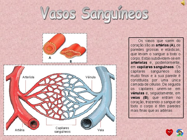 Arteríola Artéria Os vasos que saem do coração são as artérias (A), de paredes