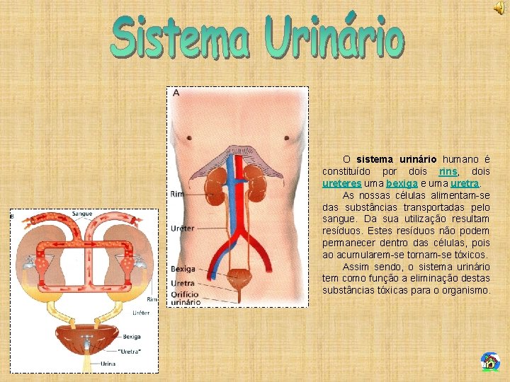 O sistema urinário humano é constituído por dois rins, dois ureteres uma bexiga e