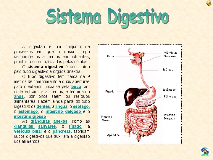 A digestão é um conjunto de processos em que o nosso corpo decompõe os