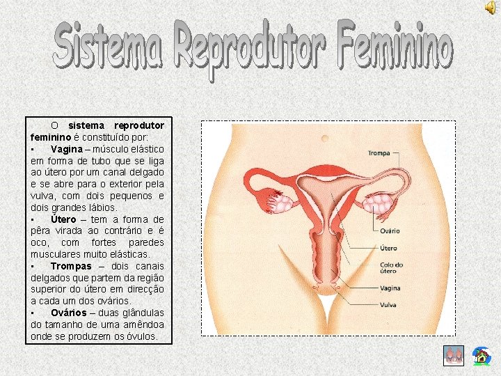 O sistema reprodutor feminino é constituído por: • Vagina – músculo elástico em forma
