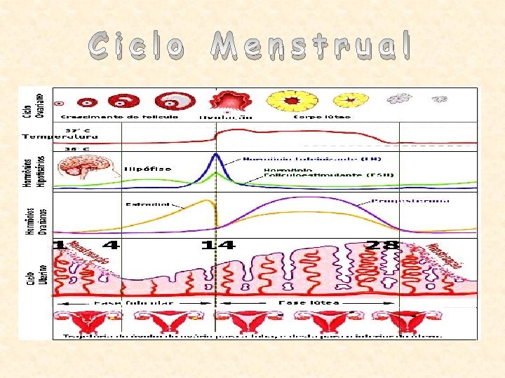 Ciclo Menstrual 