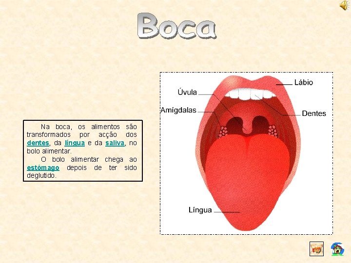 Na boca, os alimentos são transformados por acção dos dentes, da língua e da