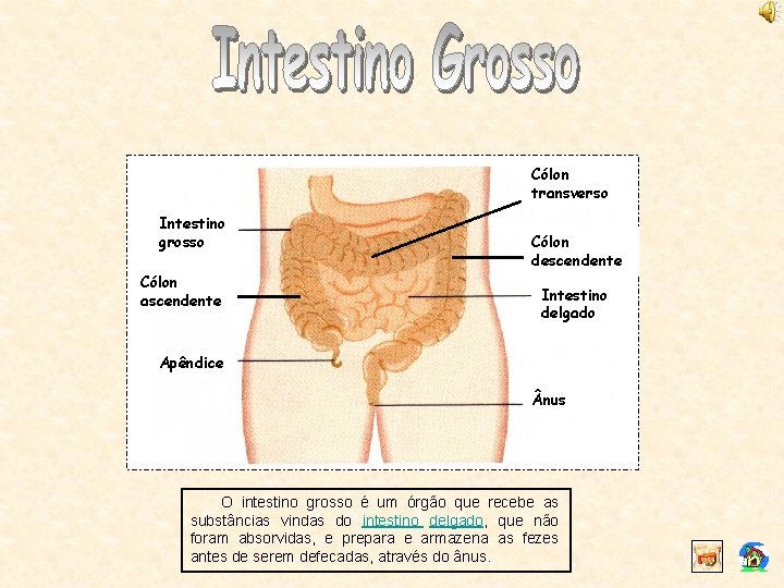 Cólon transverso Intestino grosso Cólon ascendente Cólon descendente Intestino delgado Apêndice nus O intestino