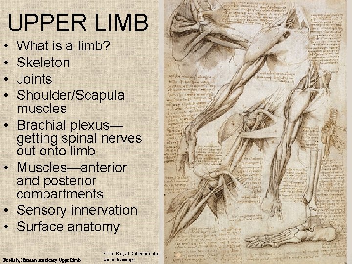 UPPER LIMB • • What is a limb? Skeleton Joints Shoulder/Scapula muscles Brachial plexus—