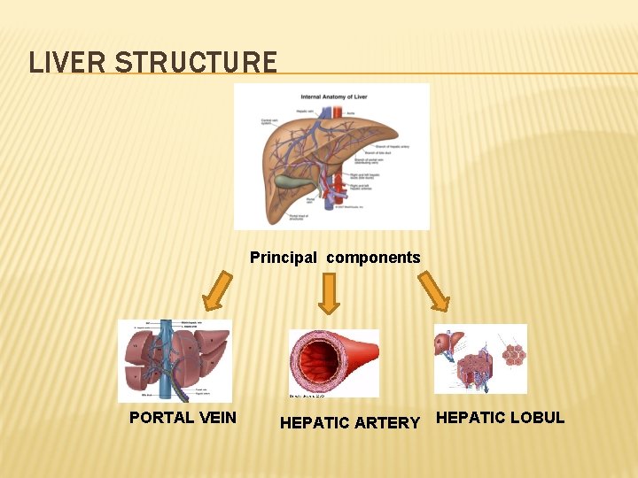 LIVER STRUCTURE Principal components PORTAL VEIN HEPATIC ARTERY HEPATIC LOBUL 