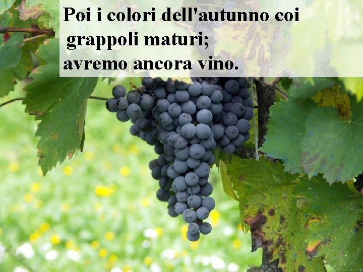 Poi i colori dell'autunno coi grappoli maturi; avremo ancora vino. 