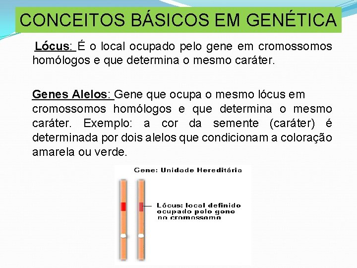 CONCEITOS BÁSICOS EM GENÉTICA Lócus: É o local ocupado pelo gene em cromossomos homólogos