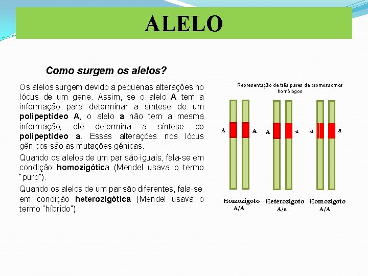 ALELO Como surgem os alelos? Os alelos surgem devido a pequenas alterações no lócus