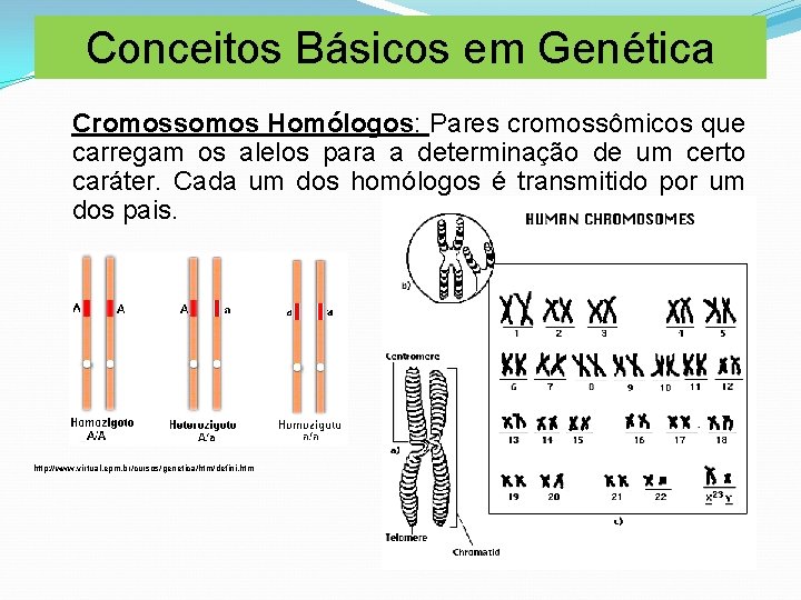 Conceitos Básicos em Genética Cromossomos Homólogos: Pares cromossômicos que carregam os alelos para a