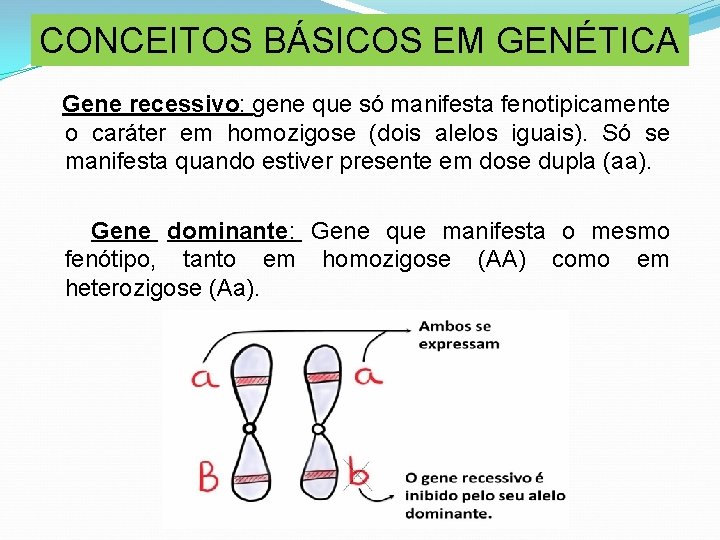 CONCEITOS BÁSICOS EM GENÉTICA Gene recessivo: gene que só manifesta fenotipicamente o caráter em