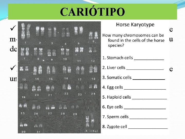 CARIÓTIPO üConjunto de cromossomos, cujo número e morfologia são característicos de uma espécie ou