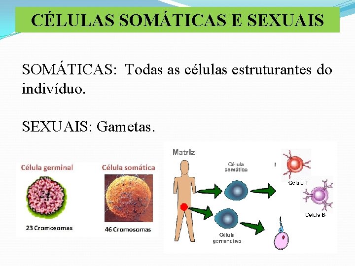 CÉLULAS SOMÁTICAS E SEXUAIS SOMÁTICAS: Todas as células estruturantes do indivíduo. SEXUAIS: Gametas. 