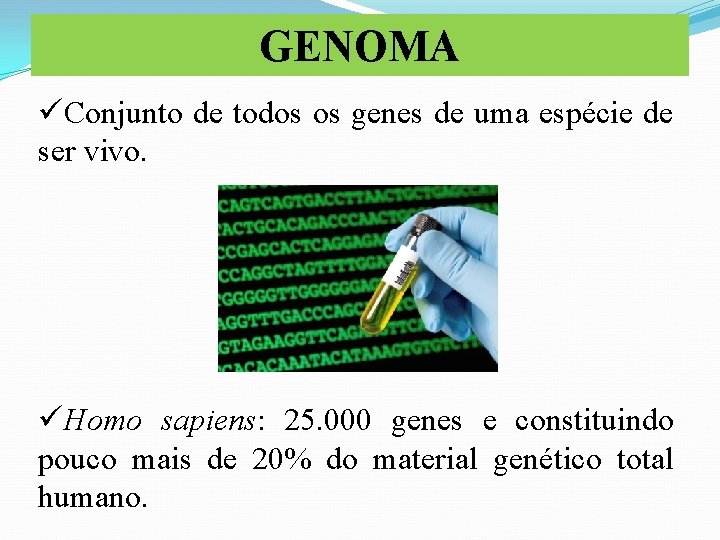 GENOMA üConjunto de todos os genes de uma espécie de ser vivo. üHomo sapiens: