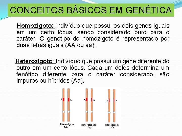 CONCEITOS BÁSICOS EM GENÉTICA Homozigoto: Indivíduo que possui os dois genes iguais em um