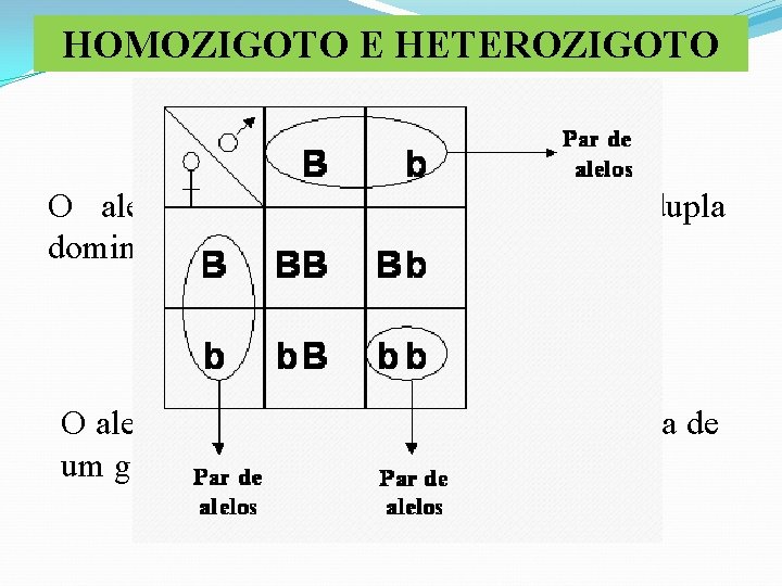 HOMOZIGOTO E HETEROZIGOTO HOMOZIGOTO O alelo expresso do gene possuirá dupla dominância ou dupla