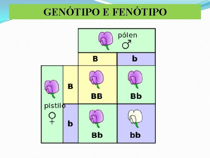 GENÓTIPO E FENÓTIPO 