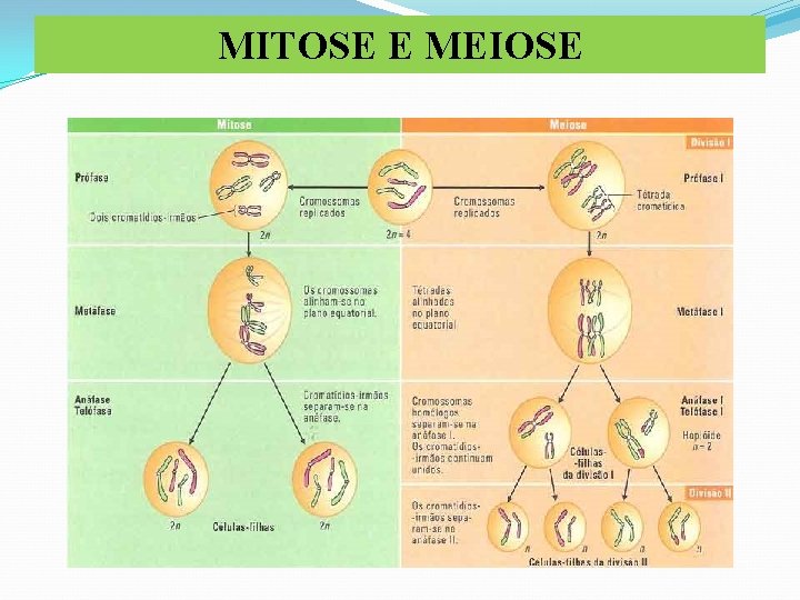 MITOSE E MEIOSE 