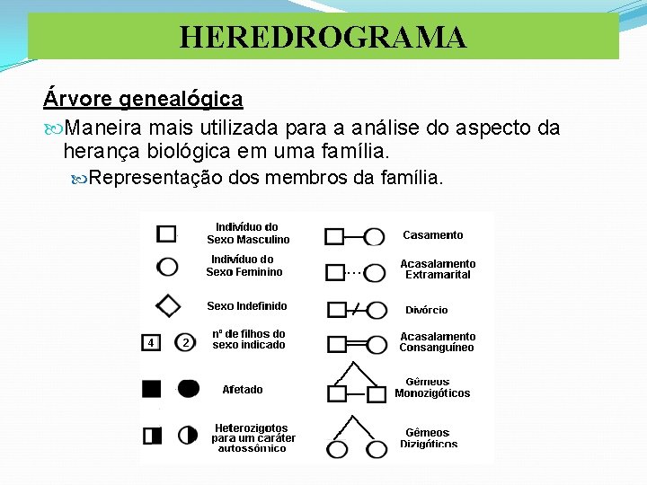 HEREDROGRAMA Árvore genealógica Maneira mais utilizada para a análise do aspecto da herança biológica