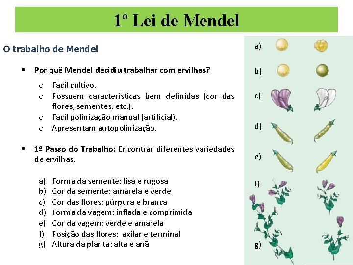 1º Lei de Mendel O trabalho de Mendel § Por quê Mendel decidiu trabalhar