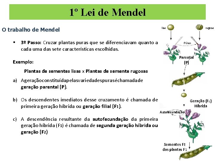 1º Lei de Mendel O trabalho de Mendel § 3º Passo: Cruzar plantas puras