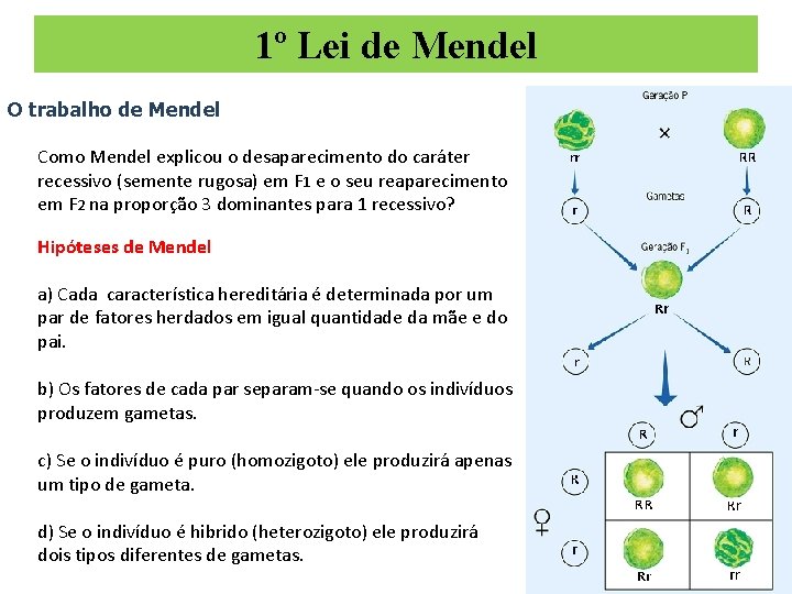 1º Lei de Mendel O trabalho de Mendel Como Mendel explicou o desaparecimento do