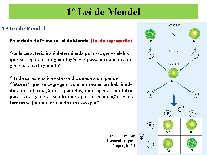 1º Lei de Mendel 1ª Lei de Mendel Enunciado da Primeira Lei de Mendel