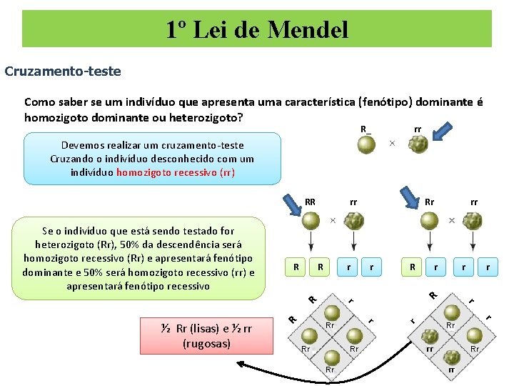 1º Lei de Mendel Cruzamento-teste Como saber se um indivíduo que apresenta uma característica