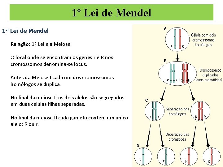 1º Lei de Mendel 1ª Lei de Mendel Relação: 1ª Lei e a Meiose
