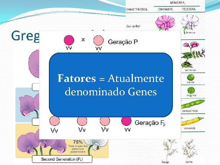 Gregor Mendel Um carácter de cada vez. Análise matemática. Pisum sativa - Ervilha Fatores