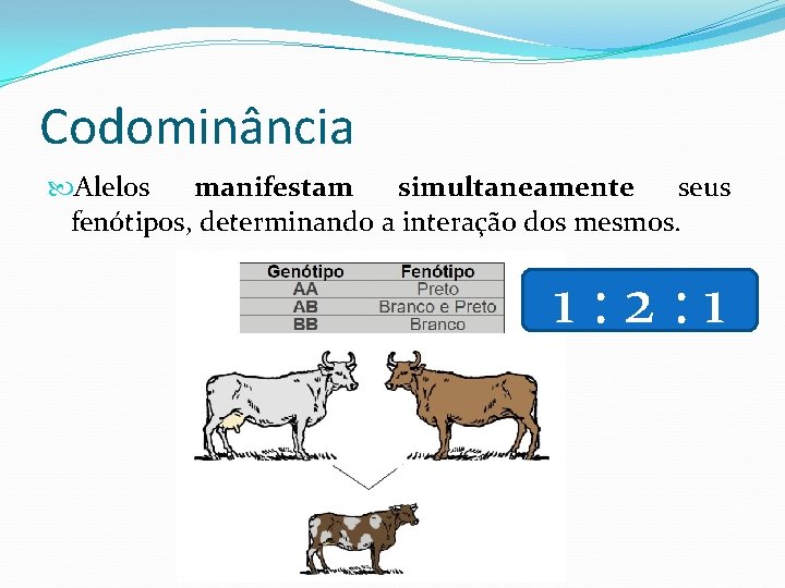 Codominância Alelos manifestam simultaneamente seus fenótipos, determinando a interação dos mesmos. 1: 2: 1