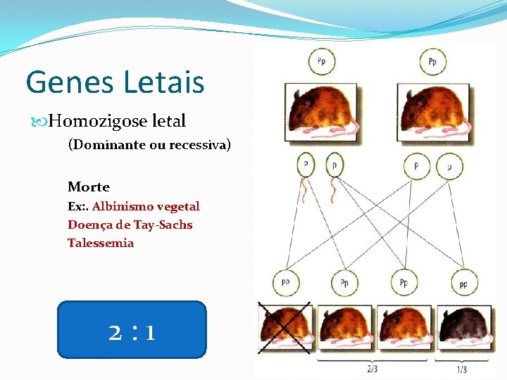 Genes Letais Homozigose letal (Dominante ou recessiva) Morte Ex: . Albinismo vegetal Doença de