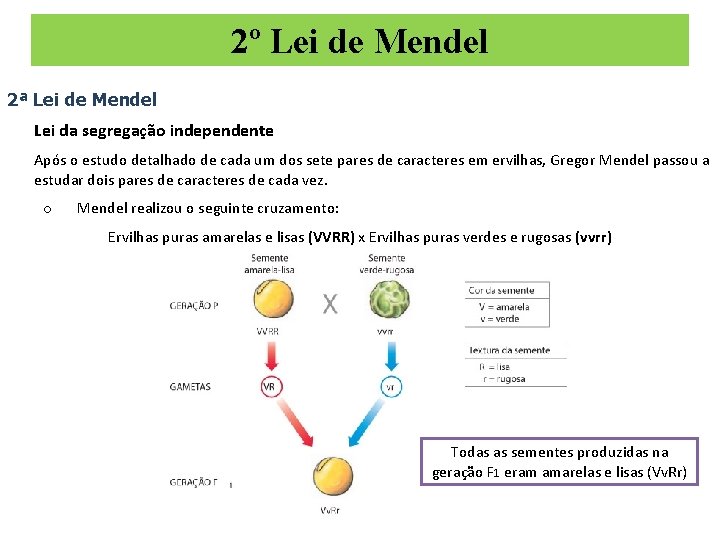 2º Lei de Mendel 2ª Lei de Mendel Lei da segregação independente Após o