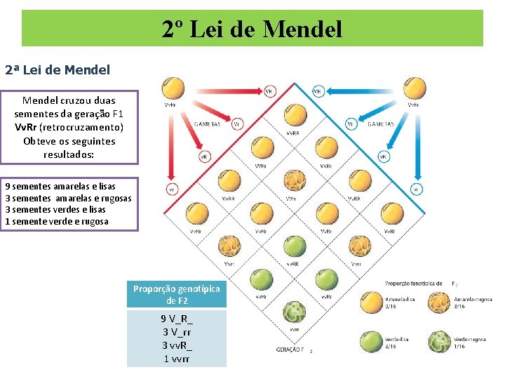 2º Lei de Mendel 2ª Lei de Mendel cruzou duas sementes da geração F