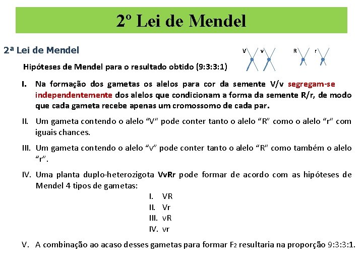 2º Lei de Mendel 2ª Lei de Mendel V v R r Hipóteses de