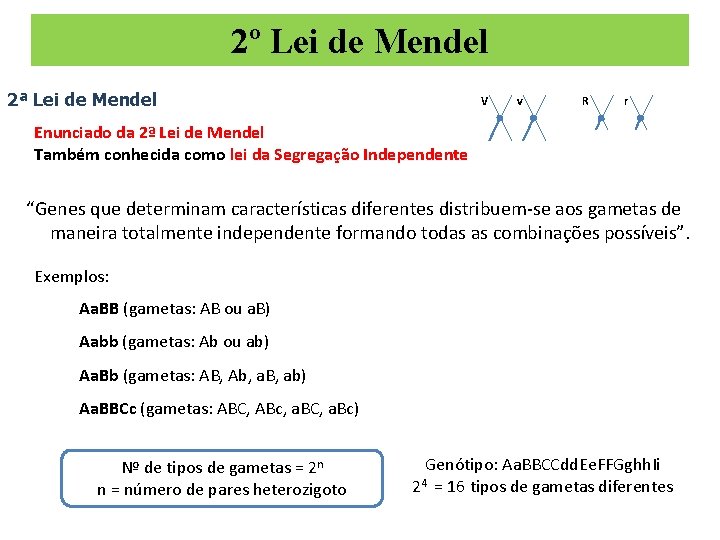 2º Lei de Mendel 2ª Lei de Mendel V v R r Enunciado da