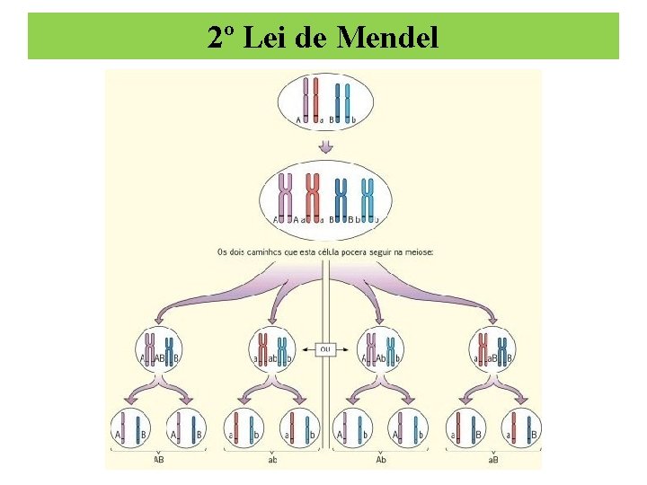 2º Lei de Mendel 