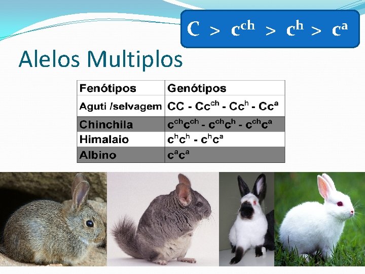 C > cch > ca Alelos Multiplos 