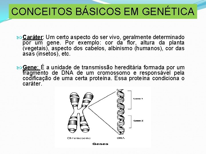 CONCEITOS BÁSICOS EM GENÉTICA Caráter: Um certo aspecto do ser vivo, geralmente determinado por